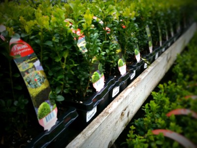 Day 24 – Winter stocks at the nursery