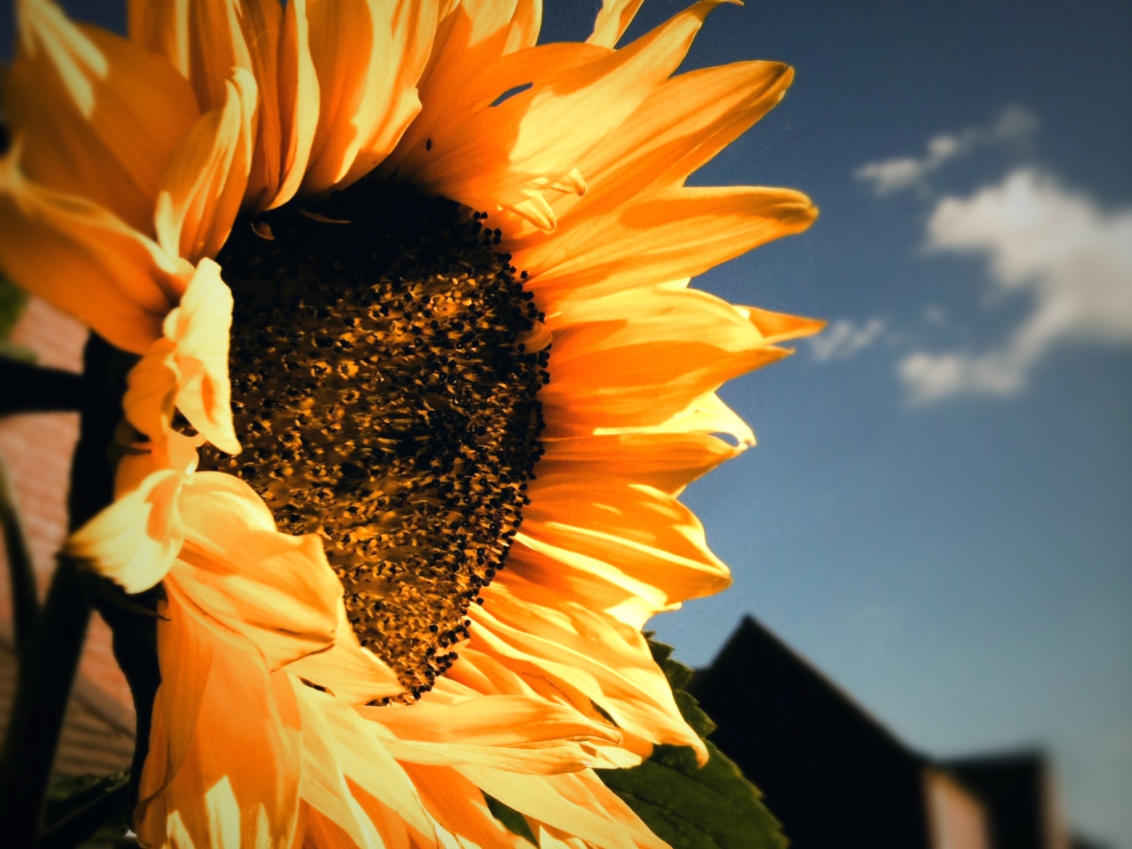Day 45 – Sunflower’s farewell