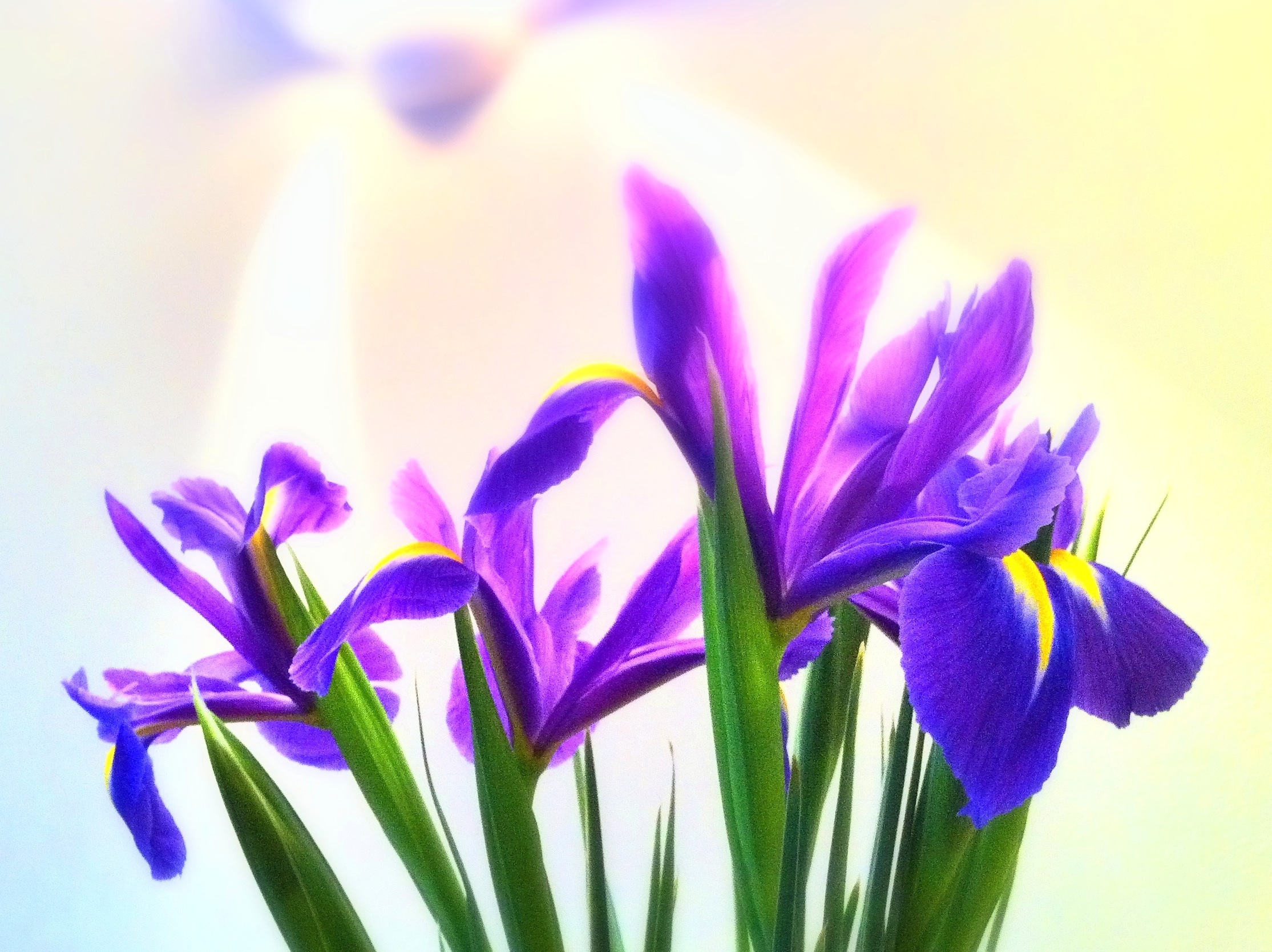 Day 206 – Spring Irises