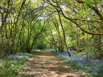 Day 235 – Bluebells and fairies