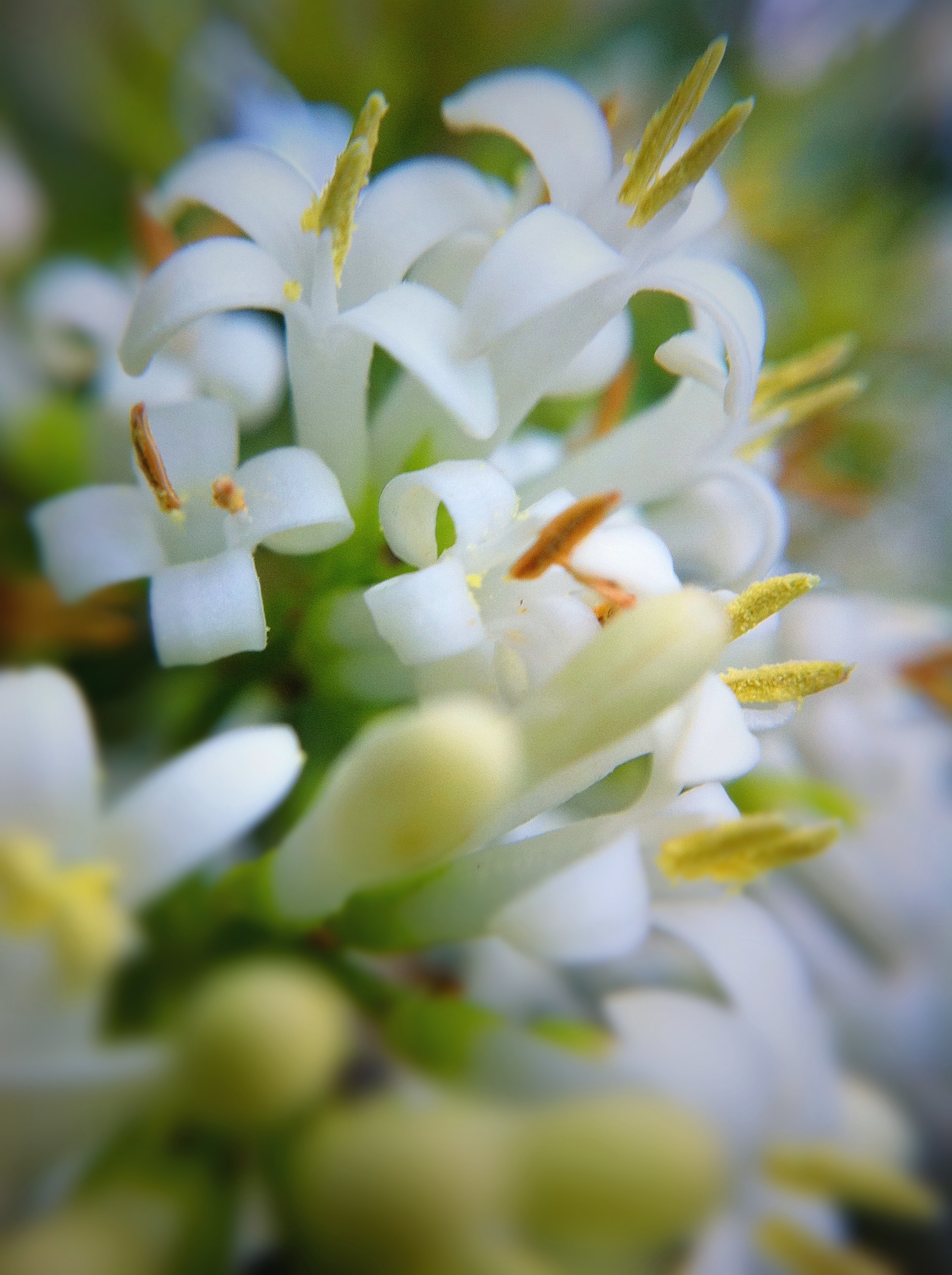 Day 311 – Flowering Privet