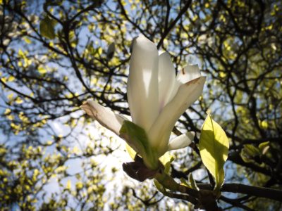 Day 204.2 – Waning Magnolia