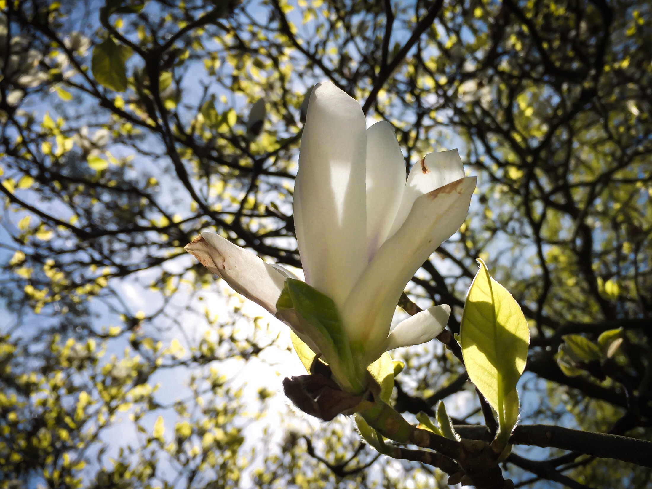 Day 204.2 – Waning Magnolia