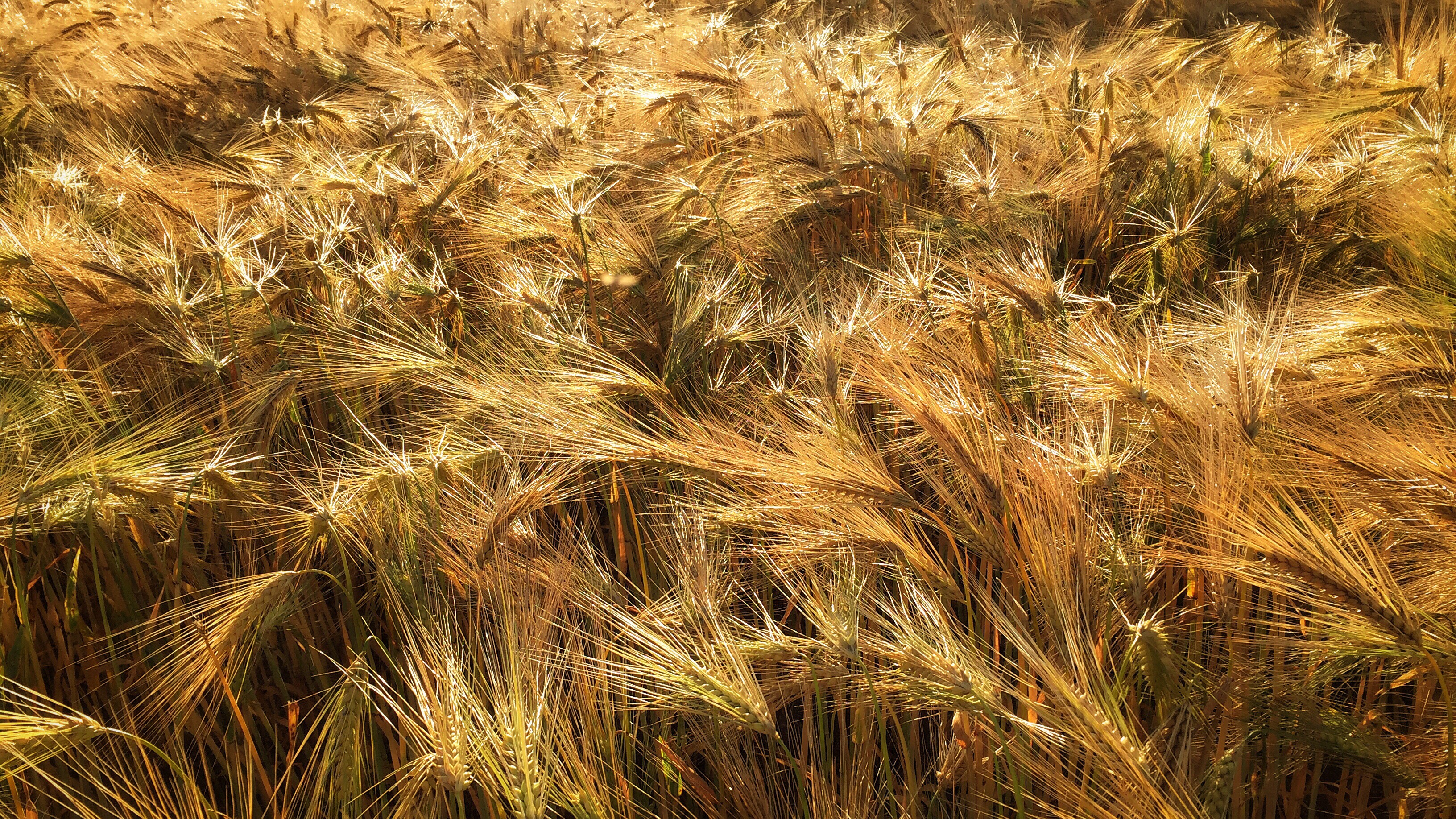 Day 265.2 – Older wheat