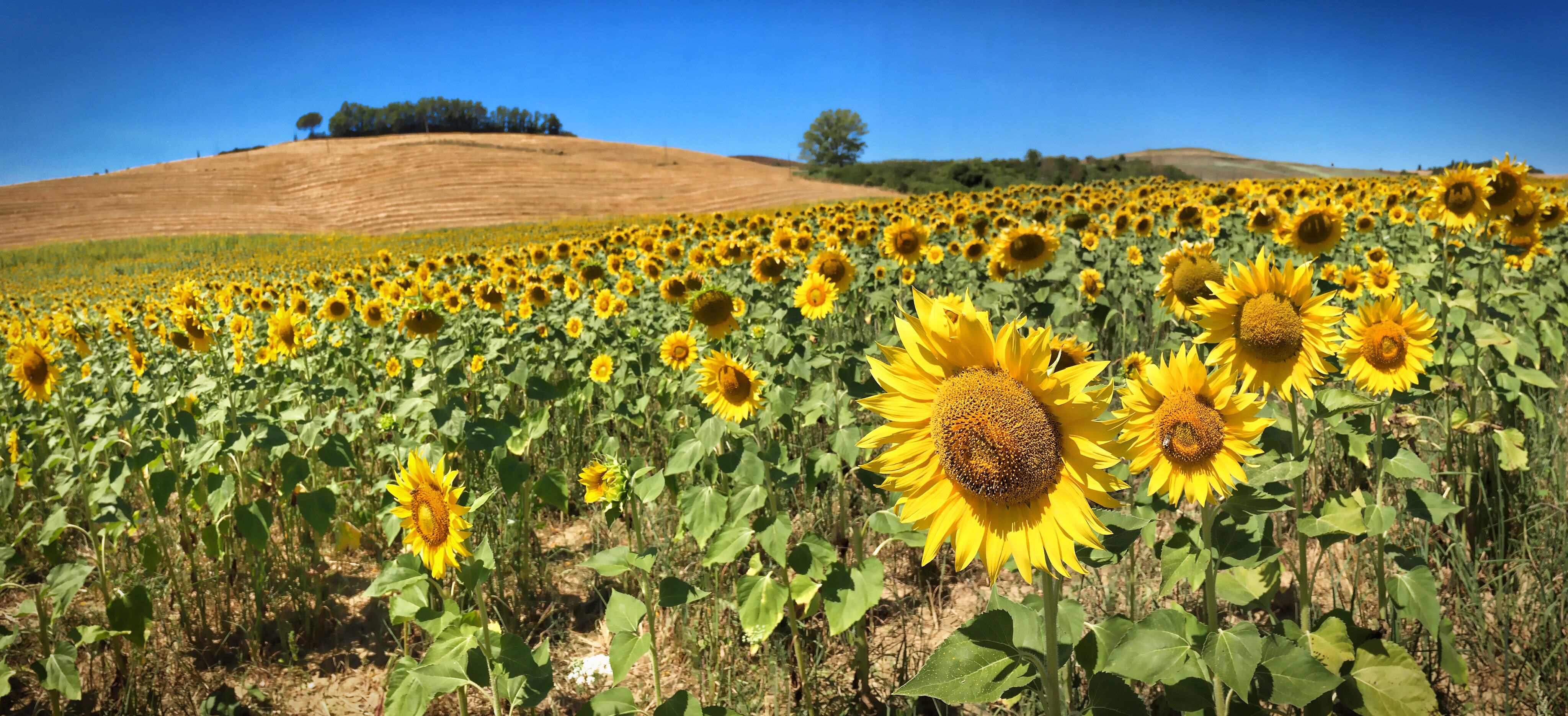 Day 279.2 – Tuscan sunflowers