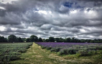 Day 313.2 – Lavender fields