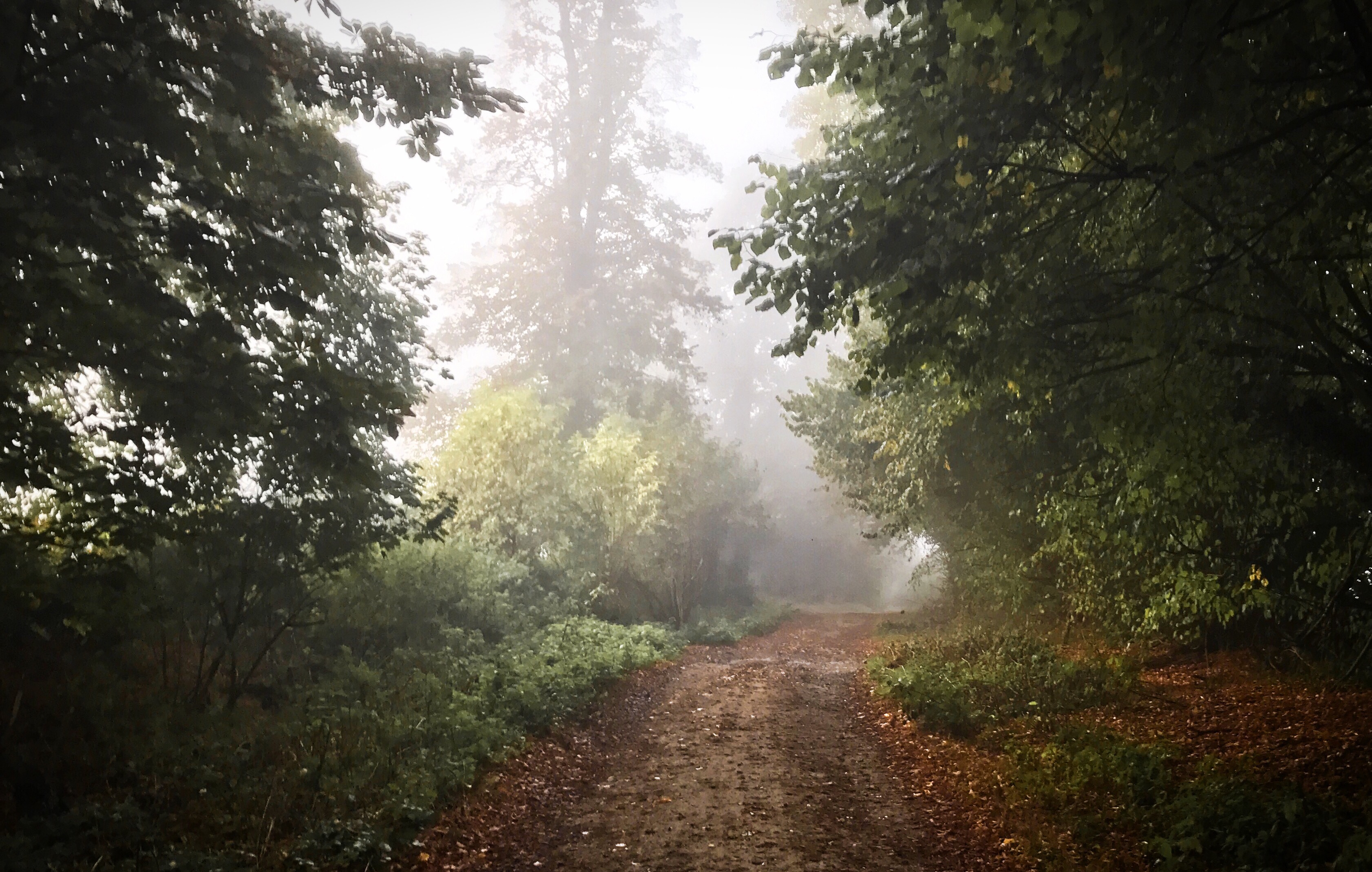 Day 354.2 – Misty morning