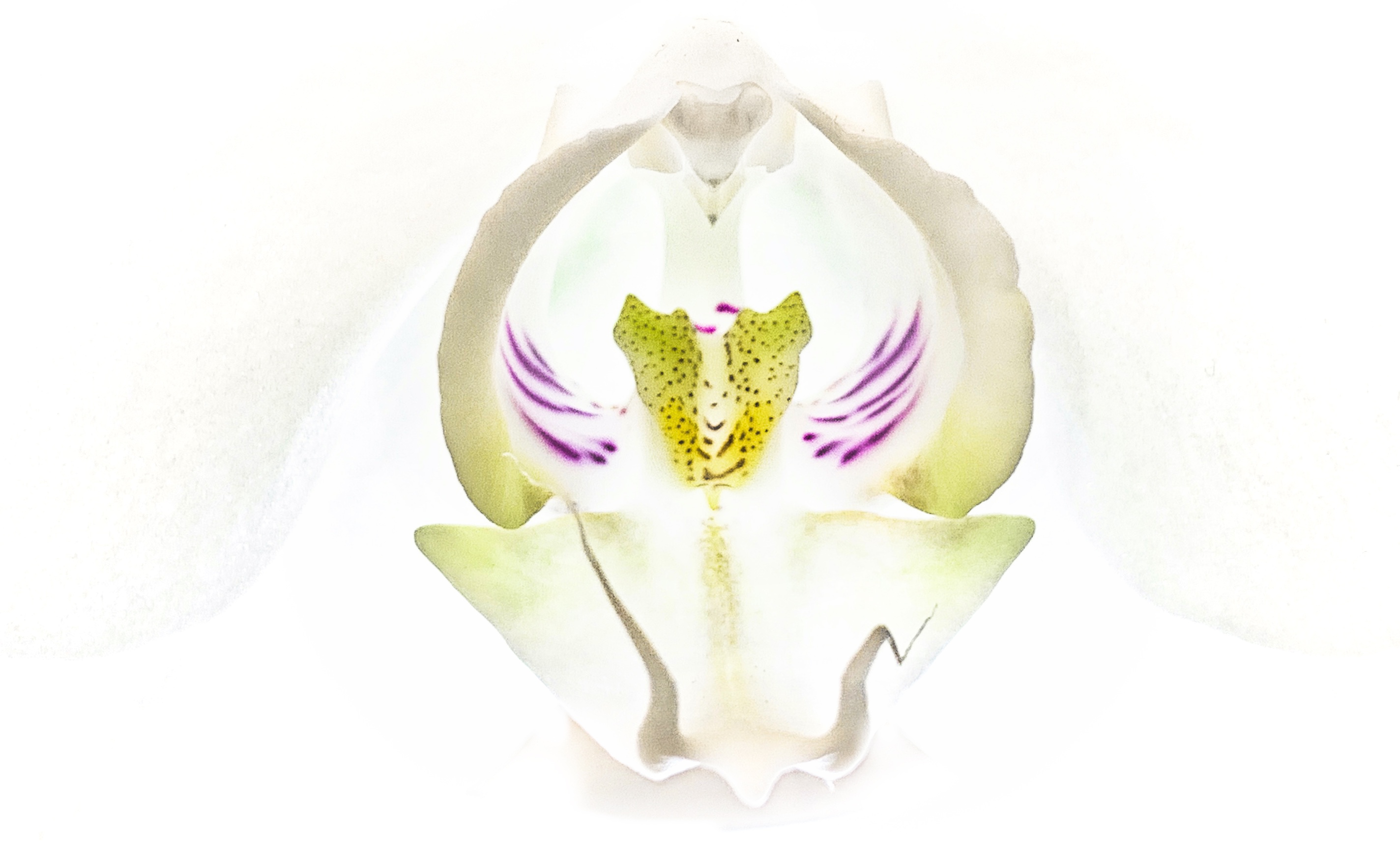Day 7.3 – Orchid