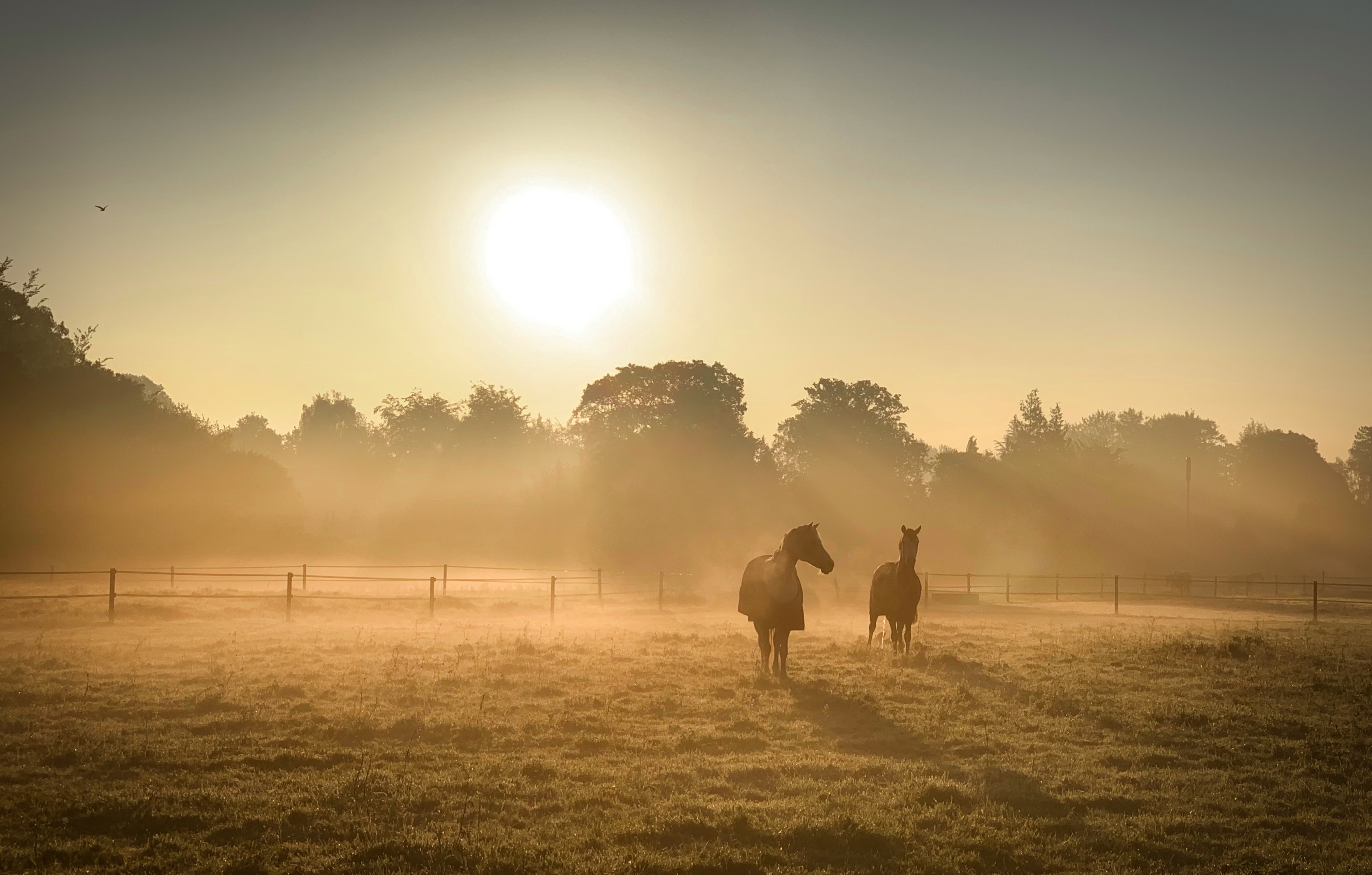 Day 132.3 – Horses at dawn