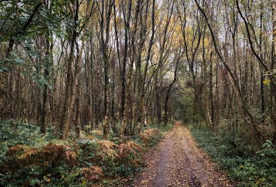 Day 299.3 – Autumn trails