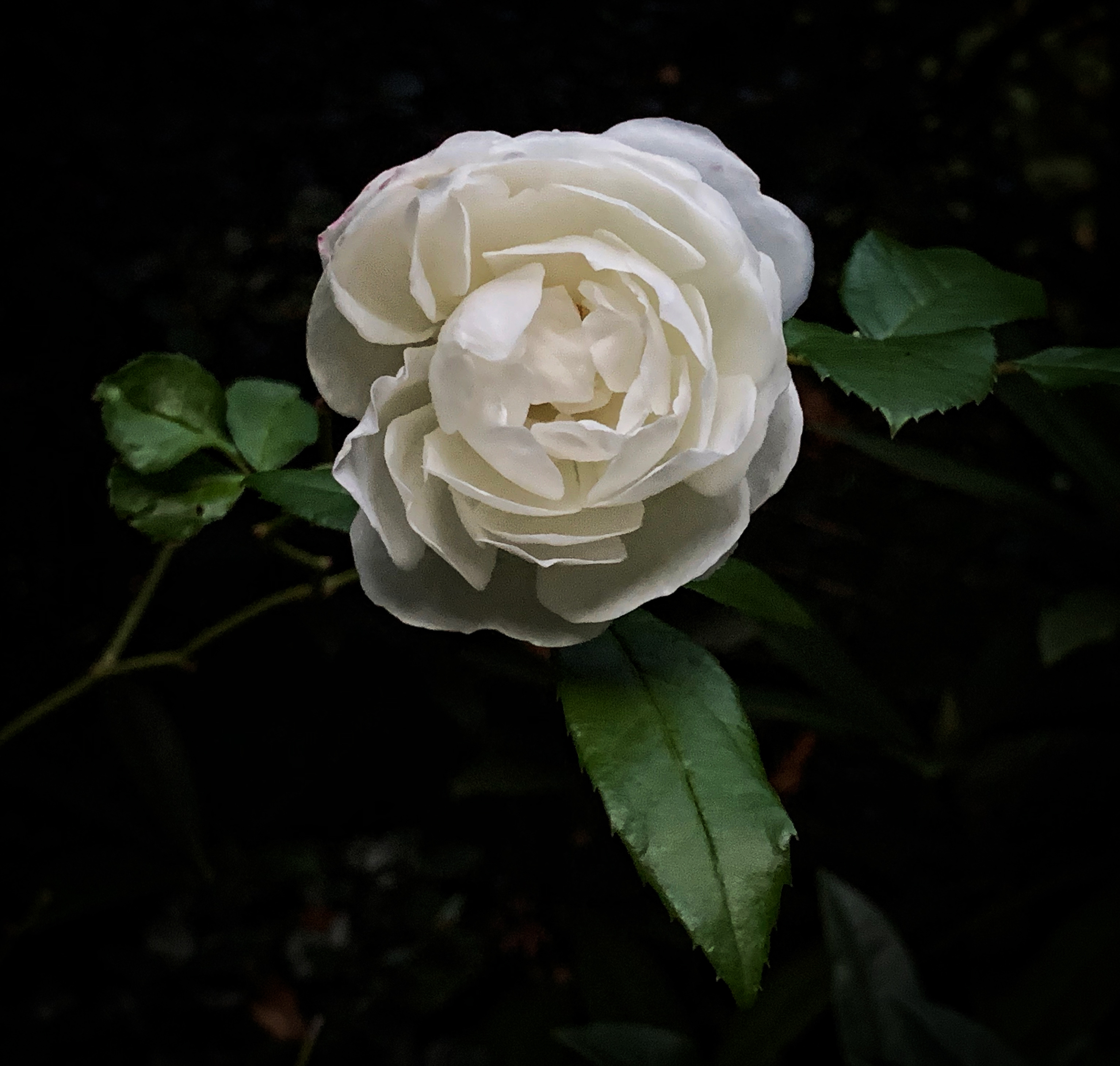 Day 283.3 – Last Rose