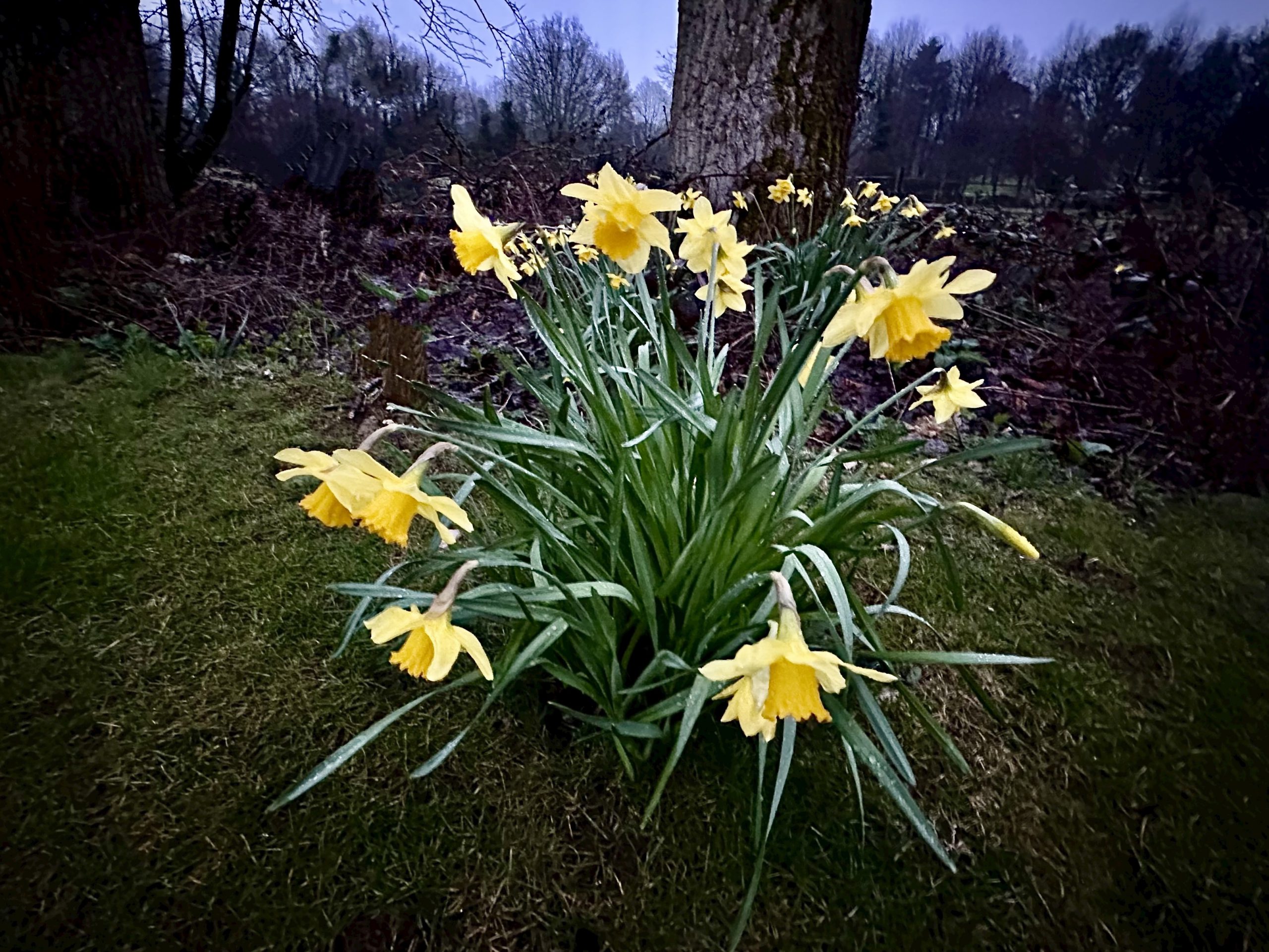 Day 79.4 – Dafs in the gloaming
