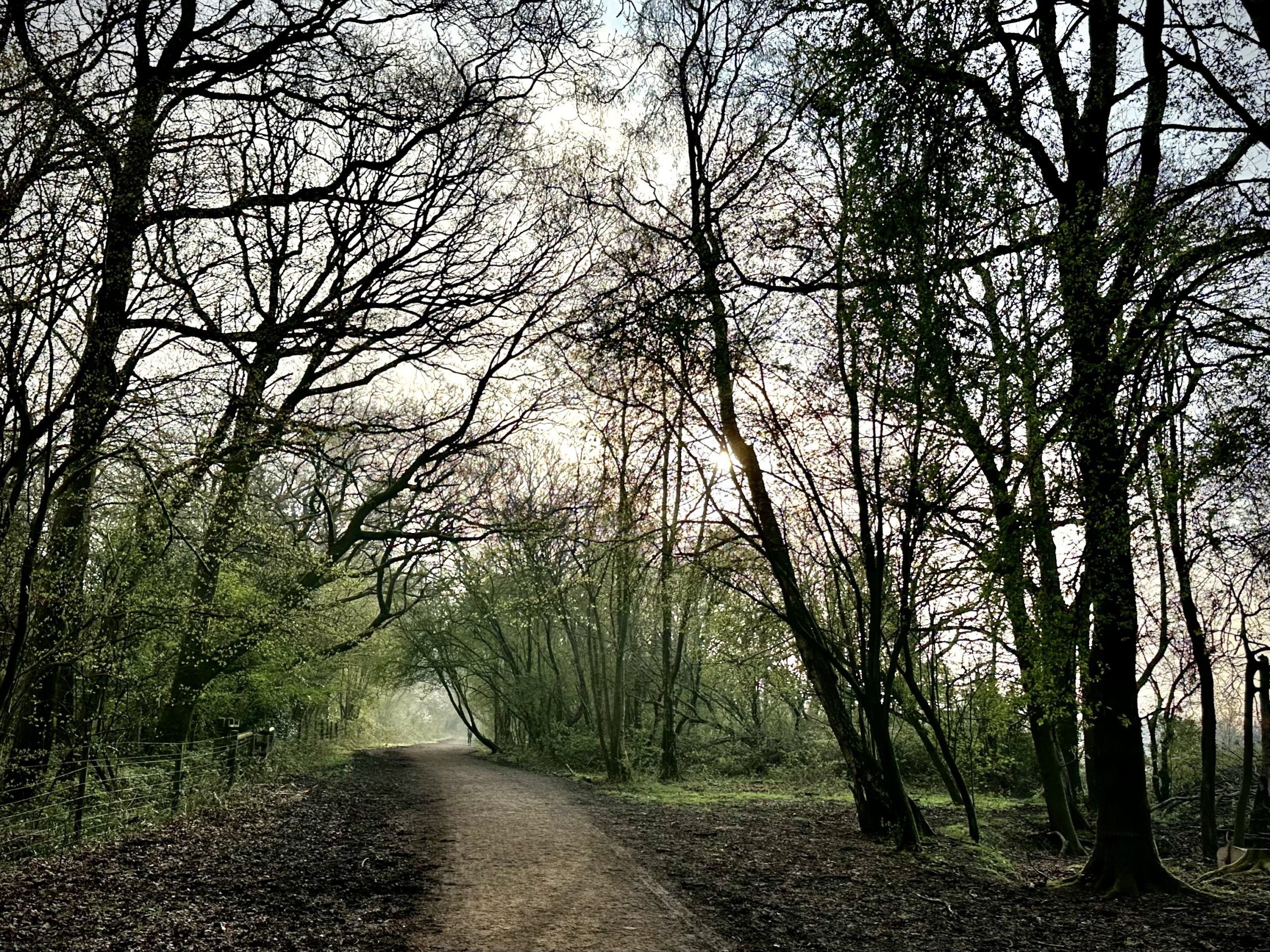 Day 109.4 – Reigate Hill